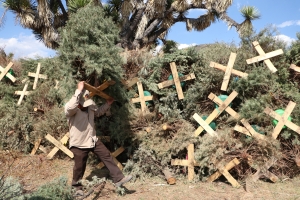 Convertirá Semarnath 300 árboles navideños en composta 