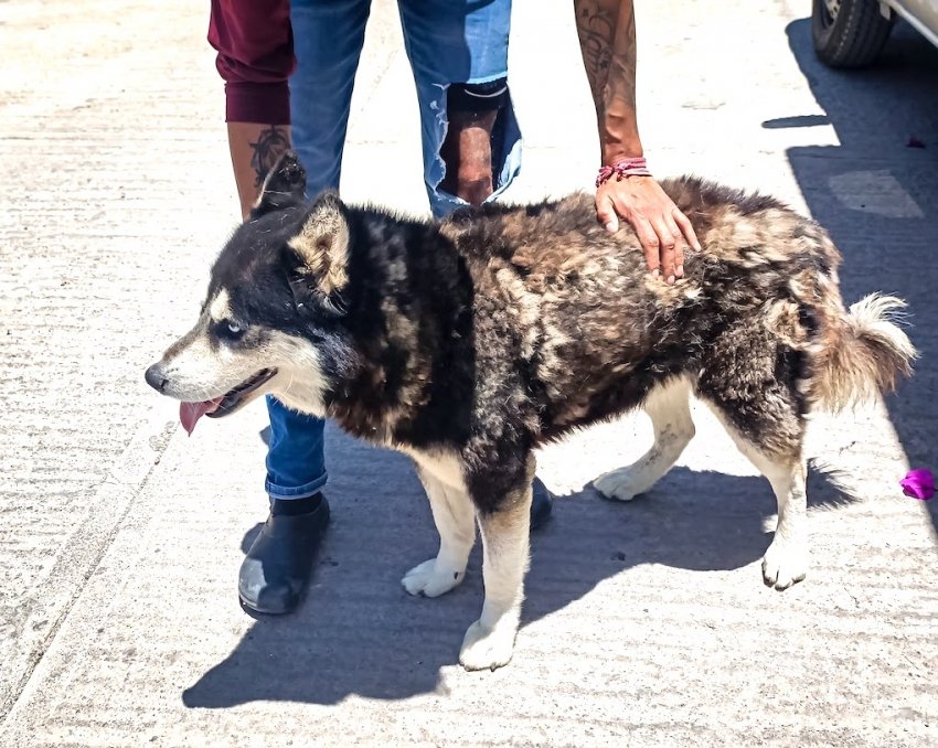 Atiende Pachuca dos reportes de presunto maltrato animal y rescata a cuatro caninos