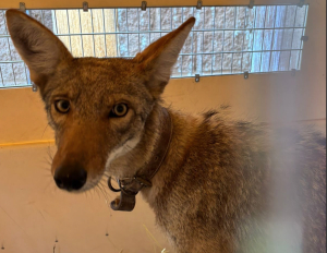 Rescatan un ejemplar de coyote silvestre