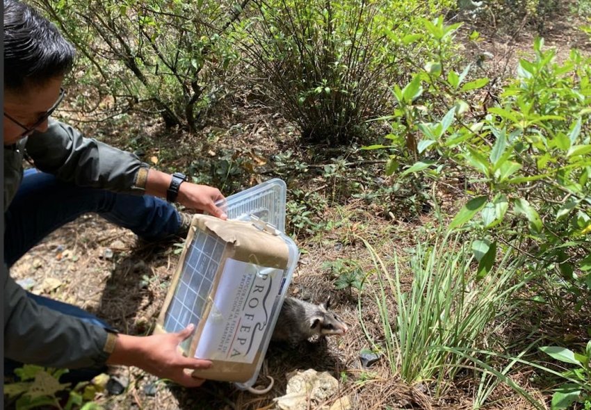 Pachuca fortalece la conservación de fauna con la liberación de 28 ejemplares