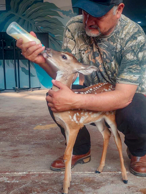Imparten taller "Crianza intensiva y producci&oacute;n de pecar&iacute; de collar y jabal&iacute; europeo"