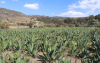 Planta de maguey evitar&aacute; erosi&oacute;n en el Altiplano hidalguense