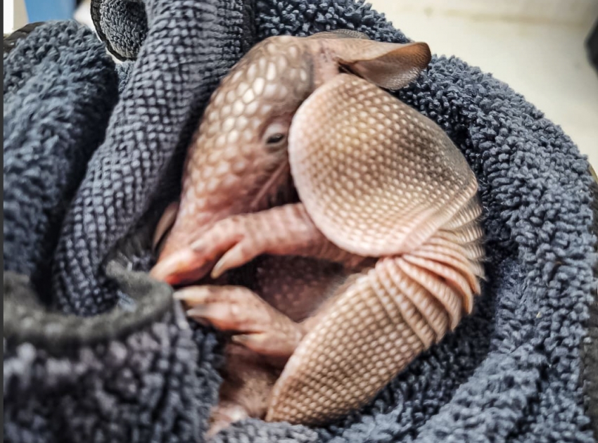 Unidad de Rehabilitación rescata cría de armadillo