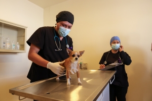 Autoridades estatales y municipales recorren Centro de Atenci&oacute;n Integral Veterinario