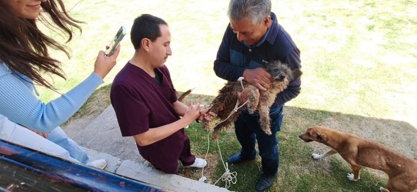 En Hidalgo se inmunizará a más de 202 mil perros y gatos
