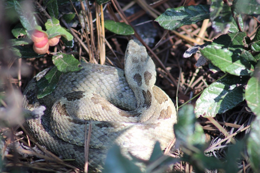 Pachuca libera fauna silvestre en “Las Navajas”