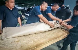 Agentes de la Polic&iacute;a Estatal aseguran&nbsp;sembrad&iacute;o de presunta marihuana&nbsp;