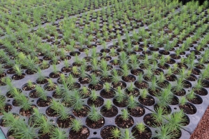 UPLAPH y Semarnath invitan a la ciudadan&iacute;a a donar semillas de especies nativas para reforestar Hidalgo  &nbsp;