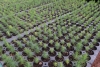 UPLAPH y Semarnath invitan a la ciudadan&iacute;a a donar semillas de especies nativas para reforestar Hidalgo  &nbsp;