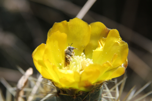 Hidalgo celebra y protege a sus polinizadoras, clave para la vida y la alimentaci&oacute;n