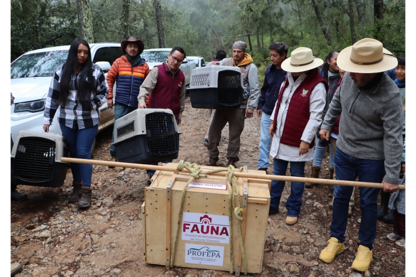 Hidalgo prioriza acciones a favor de su biodiversidad
