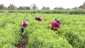 UPLAPH impulsa proyectos en beneficio de productores agr&iacute;colas del Valle del Mezquital