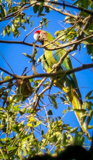 Detectan nuevas parvadas de guacamayas verdes