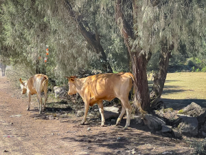 Alerta SSH a grupos de riesgo para prevenir la brucelosis