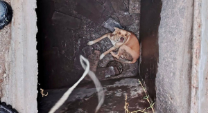 Bomberos rescatan a canino que cayó a una cisterna 