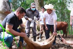 Atenci&oacute;n oportuna y gratuita, clave para contener al gusano barrenador del ganado