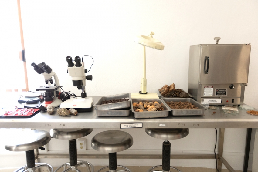 Banco de Germoplasma Forestal, pilar para la conservación y reforestación en Hidalgo