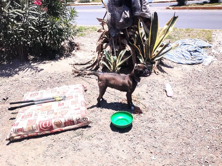 Rescatan perrita amarrada en semáforo de Pachuca