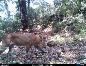 SEMARNATH FORTALECE CORREDOR BIOLÓGICO DEL PUMA