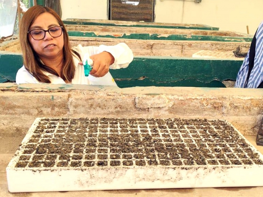 Desarrollan ITESHU y CBTA 179 proyectos para mejorar cultivos en el Valle del Mezquital