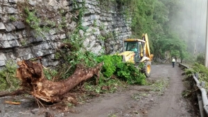Retiro de un árbol que cayó como consecuencia de las constantes lluvias y retiro de caídos en el municipio de Huehuetla.
