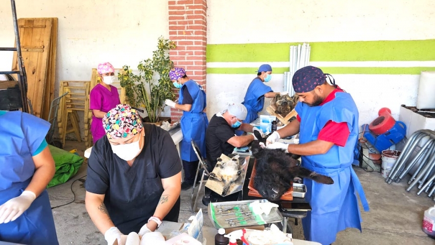 Hidalgo acelera acciones para frenar la rabia y fortalecer la esterilización de mascotas