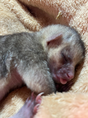 Mam&aacute;s formar&aacute;n parte del equipo de la rehabilitaci&oacute;n de fauna silvestre.