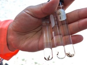 Fortalece Hidalgo acciones contra el dengue y reduce 88.5 % los casos