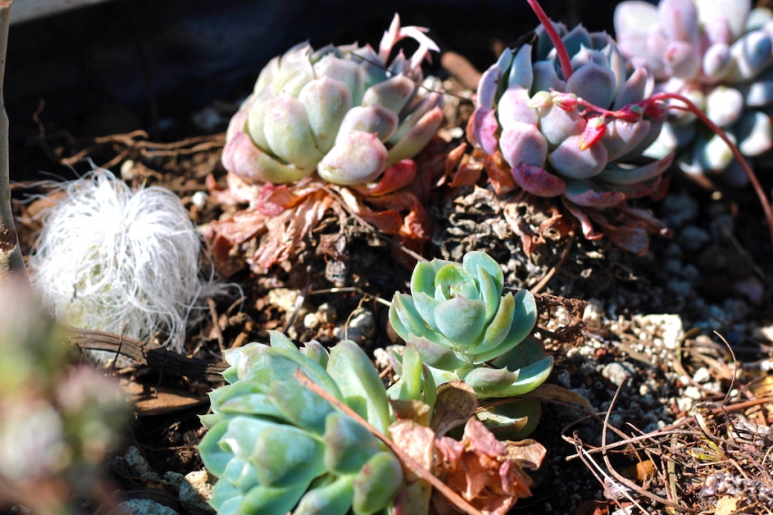 DESCTI invita a recorrer el Sendero de la Ciencia, la Tecnología y la Biodiversidad