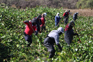Concluye con &eacute;xito la termonebulizaci&oacute;n en el litoral de la presa Endh&oacute;