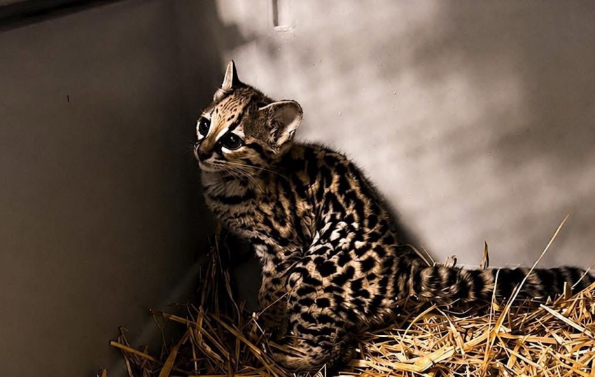 Itzan, esperanza para la conservación del tigrillo