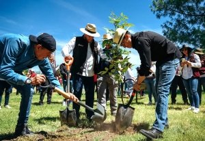 Con mil 500 nuevos &aacute;rboles en la Unidad Deportiva, Pachuca avanza hacia una capital m&aacute;s verde
