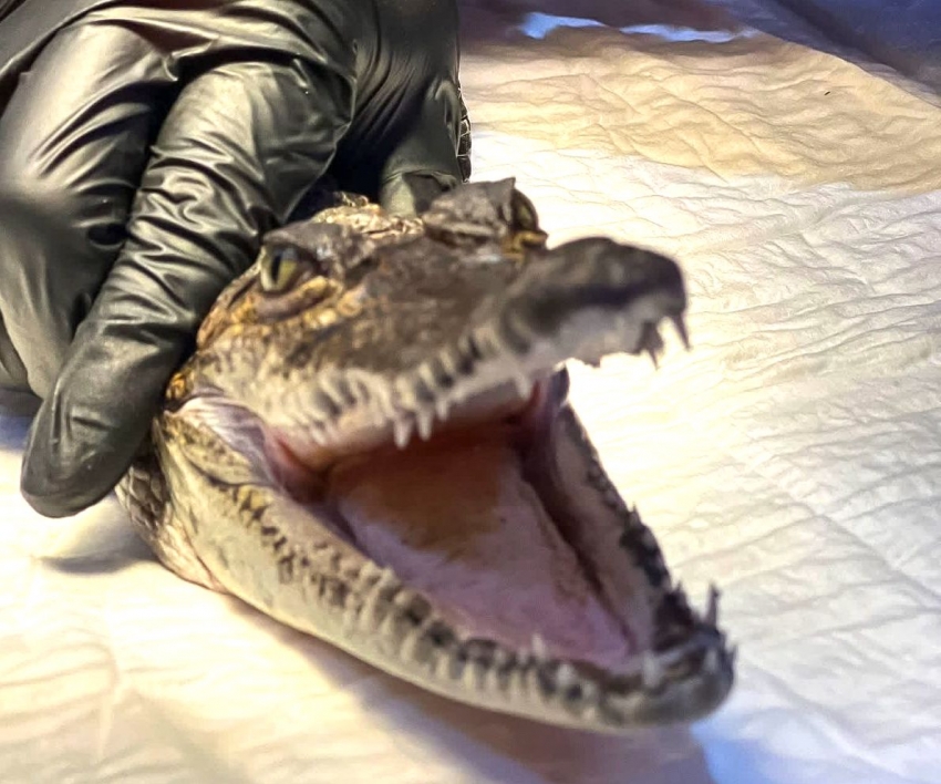 Abren inscripciones para el 2º Curso de Rehabilitación de Fauna Silvestre en Pachuca