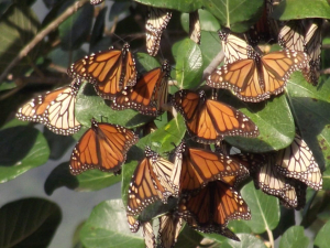 Hidalgo, corredor de la mariposa Monarca: COESBIOH