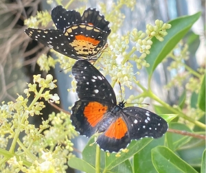 Avistamiento de mariposas debido a temperaturas atípicas
