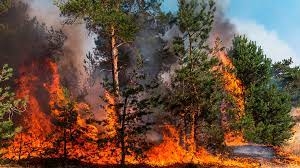 Pide Semarnath a estudiantes&nbsp;prevenir incendios forestales&nbsp;&nbsp;