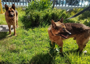 Resguardo y atención de los caninos que fueron víctimas de agresión