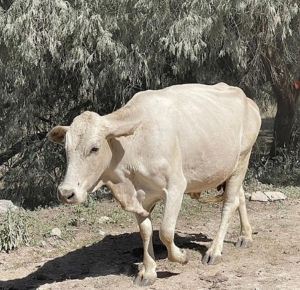 M&eacute;xico refuerza medidas preventivas para aumentar la vigilancia e inspecciones que se realiza al ganado de Estados Unidos