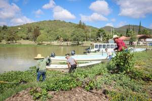 Semarnath retira maleza acu&aacute;tica de la presa de San Antonio Regla
