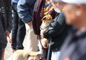Da inicio la jornada de vacunaci&oacute;n antirr&aacute;bica canina y felina