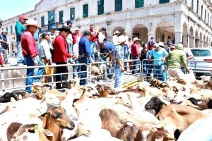 Saderh fortalece la ganader&iacute;a ovina en Actopan