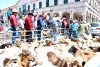 Saderh fortalece la ganader&iacute;a ovina en Actopan