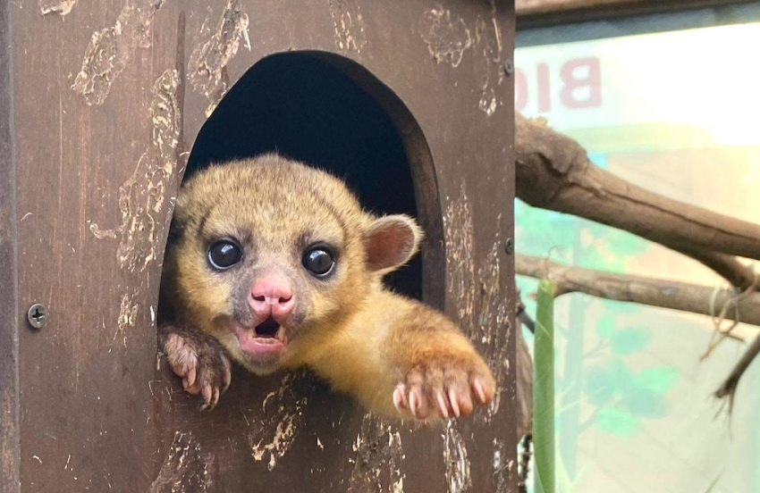 Pachuca contribuye a la conservación de la fauna silvestre con la rehabilitación y liberación de una martucha