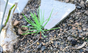 Semarnath da seguimiento a la estrategia de reforestaci&oacute;n &ldquo;Esferas de Vida&rdquo;