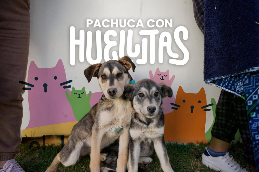 Más de 2 mil mascotas atendidas en el programa municipal de esterilización.