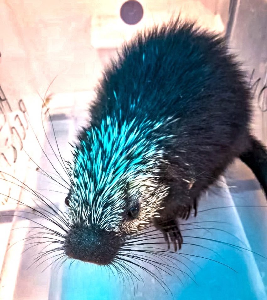 Reintegran a su hábitat a puercoespín atendido por la Unidad de Fauna de Pachuca