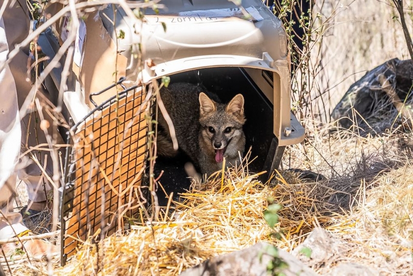 Unidad de Rehabilitación de Pachuca realiza segunda liberación de fauna silvestre en Metztitlán durante 2026