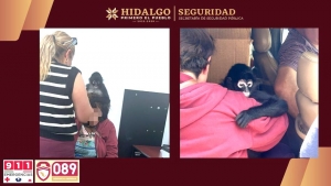 SSPH rescata a mono ara&ntilde;a en Actopan