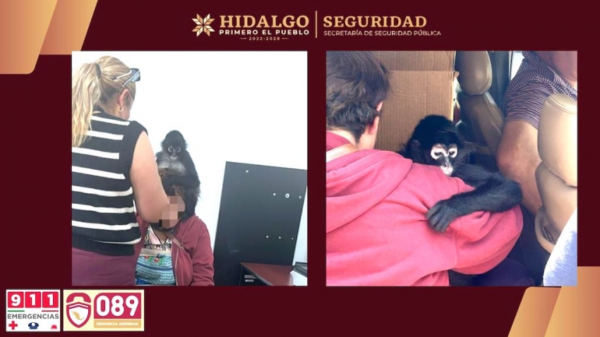 SSPH rescata a mono araña en Actopan
