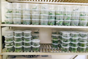 Estudiantes del ITESHU proponen control biológico de plagas agrícolas 